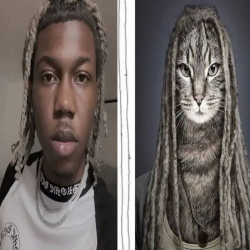 Create meme: original sound, a cat with dreadlocks, a cat with dreadlocks