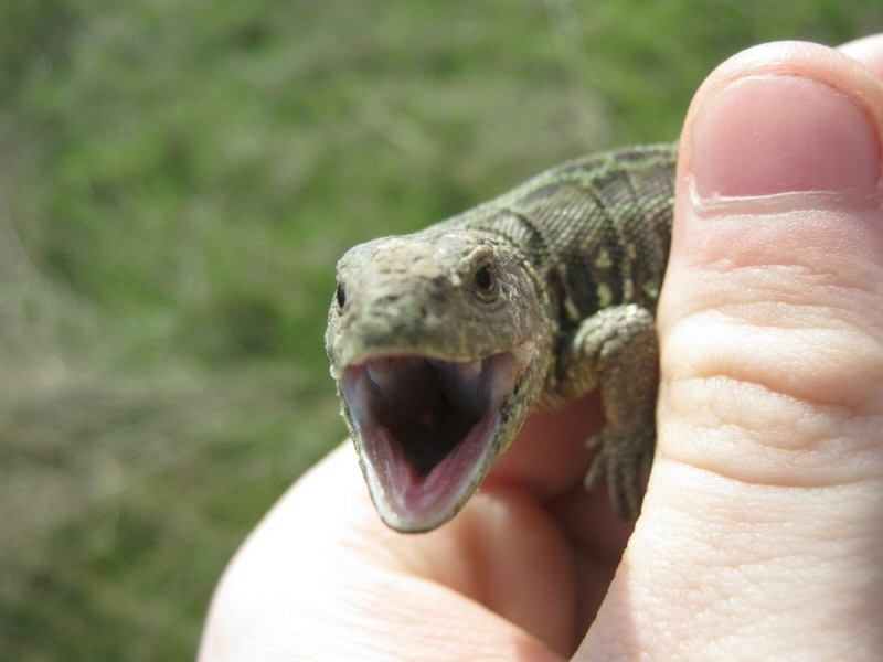 Create meme: the lizard is nimble, an ordinary wall lizard, lizard 