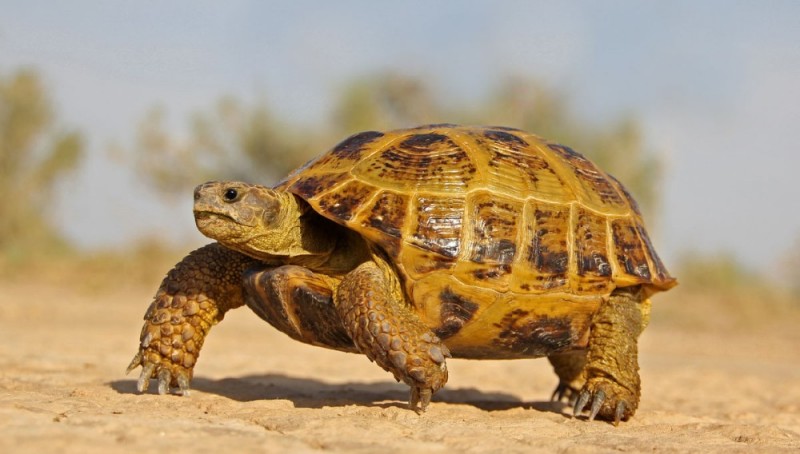 Create meme: central asian turtle, central asian steppe turtle, turtle land domestic