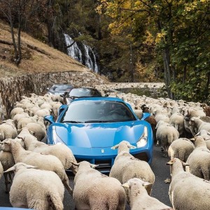 Create meme: sheep, Lamborghini and sheep, sheep in new Zealand