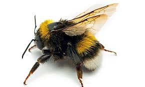Create meme: bumblebee on white background, bumblebee