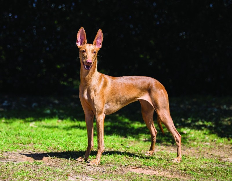 Create meme: pharaoh 's dog, pharaoh's dog breed standard, greyhound breed