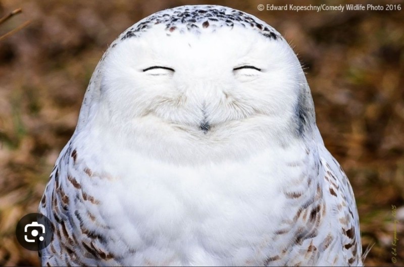 Create meme: funny owls, owl , snowy owl 