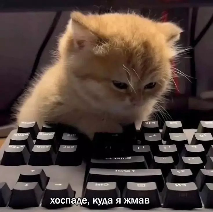 Создать мем: кошка, кот с клавиатурой, коты