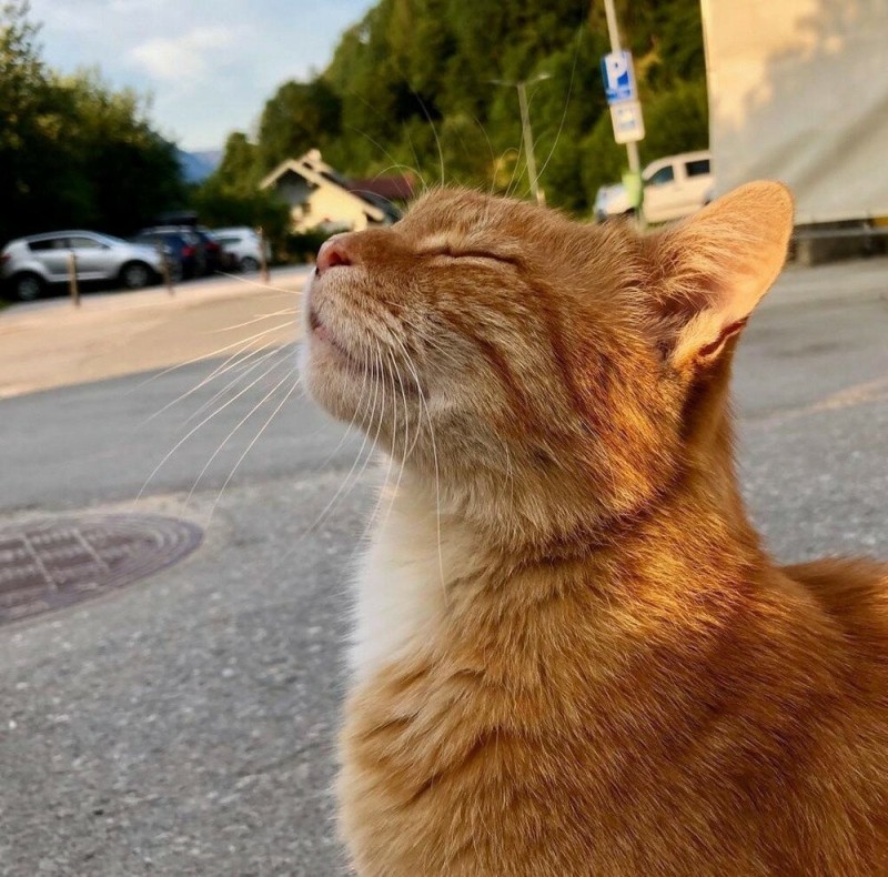 Create meme: a positive mood booster, a cat in the sun, happy cat 