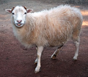 Создать мем: романовская порода овец, овца, бараны породы