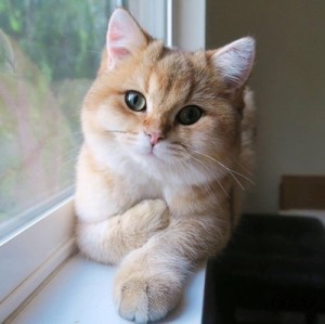 Create meme: handsome, cat home kindness tut, kitty tut