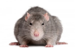 Create meme: portrait of a rat, cute rat on white background, rat