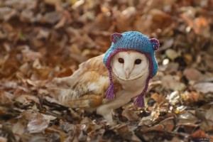 Create meme: barn owl owl