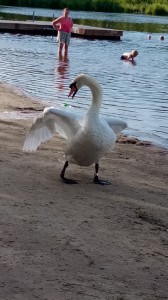 Create meme: photos of swans, Swan mute, Swan
