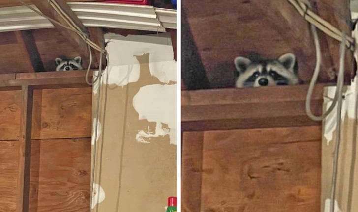 Create meme: raccoon home, raccoon , pet raccoons