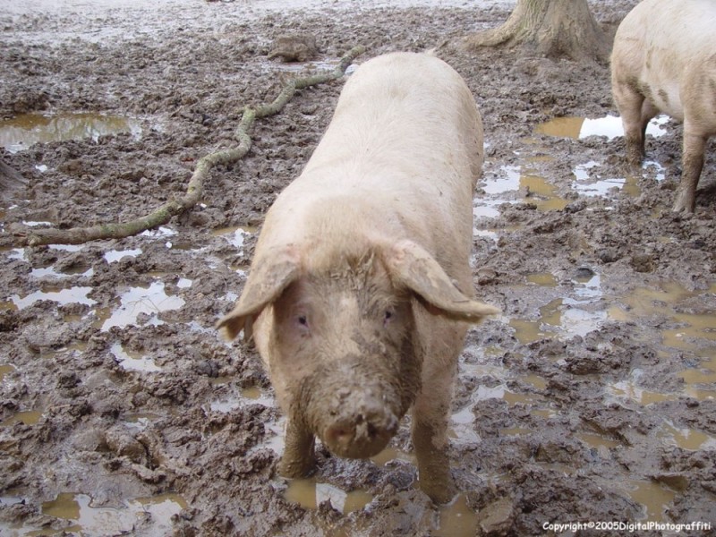 Create meme: photo of a pig, dirty pig, pig 