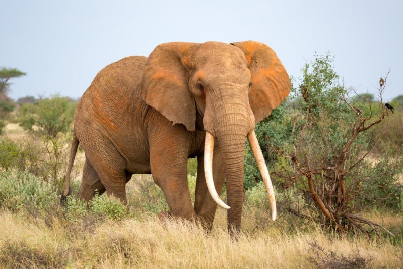 Create meme: african elephant, elephant , big elephant