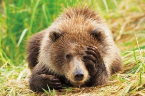 Create meme: animals, grizzly, cub