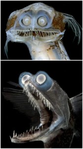 Создать мем: глубоководные существа, рыба страшная, глубоководные животные