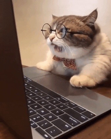 Create meme: smart cats, smart cats, cat at the computer