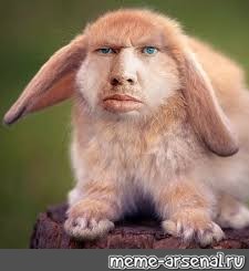 Кролик на зеленом фоне мем