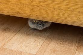 Create meme: the cat is hiding, cat , cat 