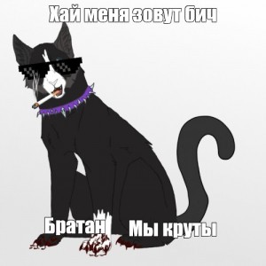 Коты воители картинки мемы