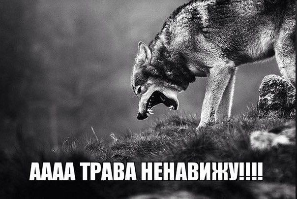 Create meme: The wolf is yelling at the grass, The wolf is yelling, the lone wolf 
