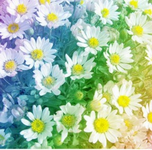 Create meme: flowers, chamomile, chrysanthemum