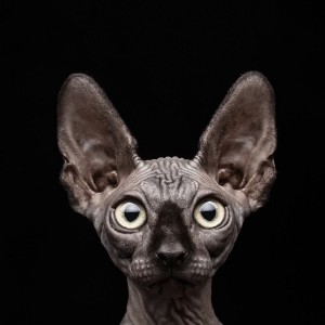 Create meme: pictures of Sphynx cats, Sphinx cat, cats Sphynx