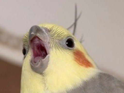 Create meme: corella parrots, the beak of the corella parrot, The parrot Corella screams