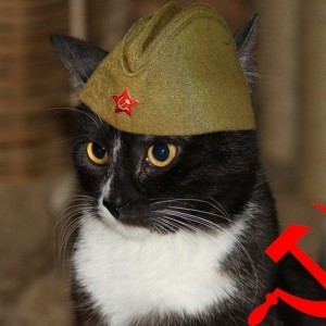 Create meme: cat, cat in uniform