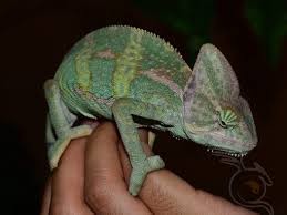 Create meme: chameleon of yemen, yemeni chameleon boy, yemeni chameleon male