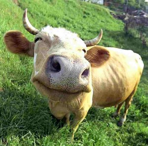 Create meme: funny cow, cow, cow face