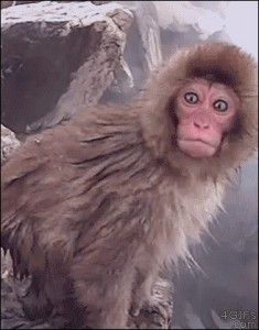 Create meme: macaque monkey, monkey