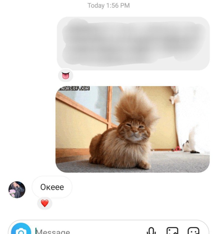 Create meme: cats with hairstyles, screenshot , cat funny 