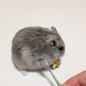 Create meme: manzhurskoy hamster food he eats, Niagara chinchilla, map hamster