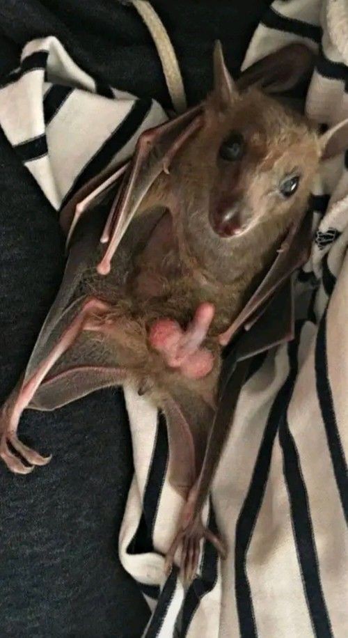 Create meme: Nile bats, The winged bat, Nile bat (flying dog)