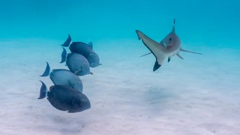 Create meme: shark , shark babysitter in the maldives, tiger shark