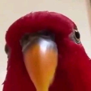 Создать мем: red bird meme, красный попугай смеётся, ржущий красный попугай