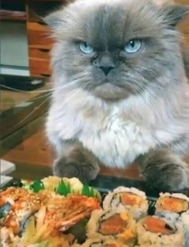 Create meme: angry cat , cat , Colonel meow breed