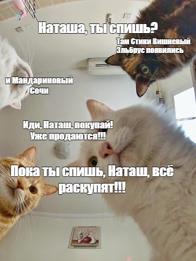 Наташа Ты Спишь Коты Картинки