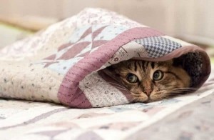 Создать мем: кот, кошка под одеялом, кот в одеяле