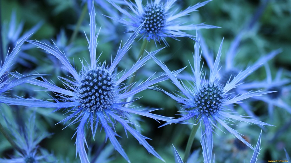 Create meme: blue-headed eryngium, blue-headed thistle, the blue-headed Alpine