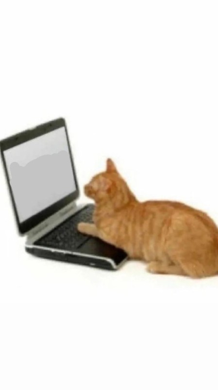 Create meme: the cat behind the laptop, the cat behind the laptop, cat with laptop