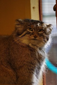 Create meme: cat manul