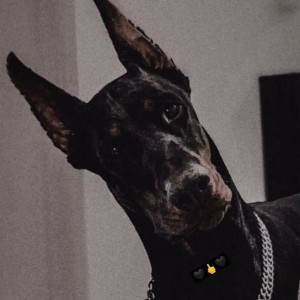 Create meme: dog Doberman, Doberman Pinscher