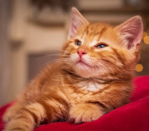 Create meme: ginger kitten, cat red, red seals