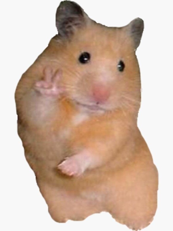 Create meme: hamster meme , The meme hamster, hamster sticker