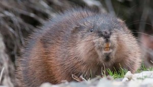 Create meme: Muskrat