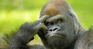 Create meme: funny gorilla, mountain gorilla, gorilla