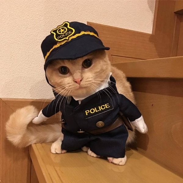 Create meme: cat COP, police cats, police costume for a cat