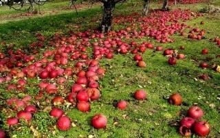 Создать мем: плодовый сад, урожай яблок, яблоки на траве