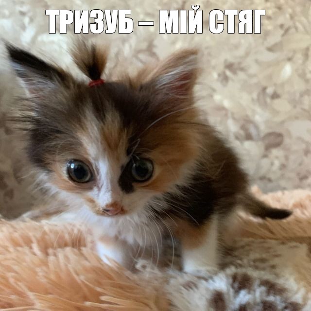 Создать мем: трëхцветная кошка, милые котенок, очаровательные котята